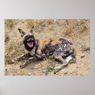 Afrikaanse Wild Dog toont haar tanden Poster