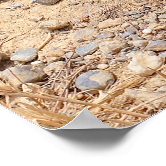 Afrikaanse Wild Dog toont haar tanden Poster (Hoek)