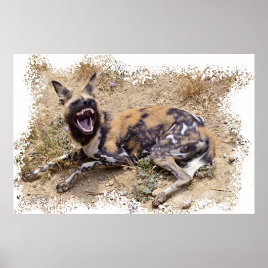 Afrikaanse Wild Dog toont haar tanden Poster (Voorkant)