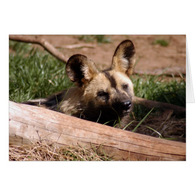 Afrikaanse Wilde Dog 012-kaart (Voorkant Horizontaal)
