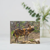 Afrikaanse Wilde Dog 1932 Briefkaart (Staand voorkant)