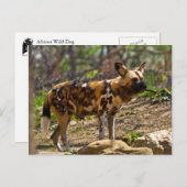 Afrikaanse Wilde Dog 1932 Briefkaart (Voorkant / Achterkant)