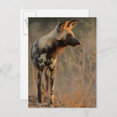 Afrikaanse Wilde Dog (Lycaon Pictus), Kruger Briefkaart (Voorkant / Achterkant)