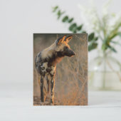 Afrikaanse Wilde Dog (Lycaon Pictus), Kruger Briefkaart (Staand voorkant)