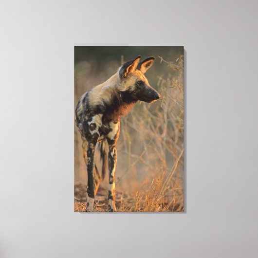 Afrikaanse Wilde Dog (Lycaon Pictus), Kruger Canvas Afdruk (Voorkant)