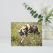 Afrikaanse Wilde Dog (Lycaon Pictus), Madikwe Game Briefkaart (Staand voorkant)
