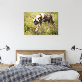 Afrikaanse Wilde Dog (Lycaon Pictus), Madikwe Game Canvas Afdruk (Insitu (Slaapkamer))
