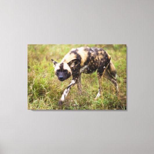 Afrikaanse Wilde Dog (Lycaon Pictus), Madikwe Game Canvas Afdruk (Voorkant)