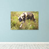 Afrikaanse Wilde Dog (Lycaon Pictus), Madikwe Game Canvas Afdruk (Insitu (Houten vloer))
