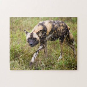 Afrikaanse Wilde Dog (Lycaon Pictus), Madikwe Game Legpuzzel