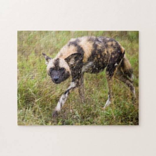 Afrikaanse Wilde Dog (Lycaon Pictus), Madikwe Game Legpuzzel (Horizontaal)