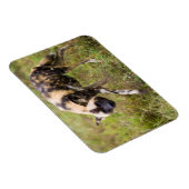 Afrikaanse Wilde Dog (Lycaon Pictus), Madikwe Game Magneet (Rechterzijde)