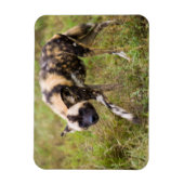 Afrikaanse Wilde Dog (Lycaon Pictus), Madikwe Game Magneet (Verticaal)