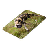 Afrikaanse Wilde Dog (Lycaon Pictus), Madikwe Game Magneet (Linkerzijde)