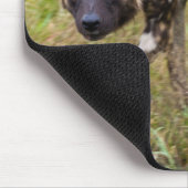 Afrikaanse Wilde Dog (Lycaon Pictus), Madikwe Game Muismat (Hoek)