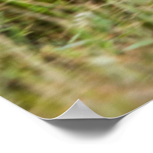 Afrikaanse Wilde Dog (Lycaon Pictus), Madikwe Game Poster (Hoek)