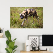 Afrikaanse Wilde Dog (Lycaon Pictus), Madikwe Game Poster (Thuiskantoor)