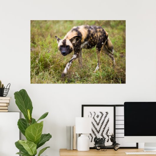 Afrikaanse Wilde Dog (Lycaon Pictus), Madikwe Game Poster (Thuiskantoor)