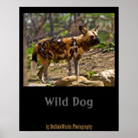 Afrikaanse Wilde Hond 1932