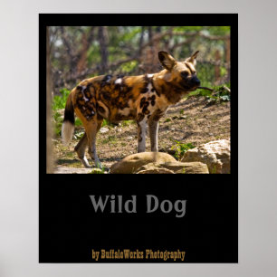 Afrikaanse Wilde Hond 1932 Poster