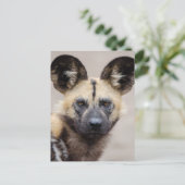 Afrikaanse wilde hond (geslepen hond) briefkaart (Staand voorkant)