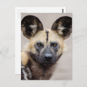 Afrikaanse wilde hond (geslepen hond) briefkaart (Voorkant / Achterkant)