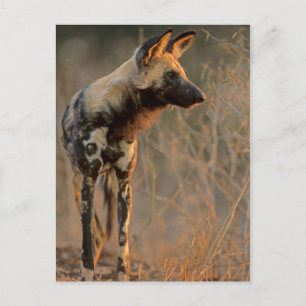 Afrikaanse Wilde Hond (Lycaon Pictus), Kruger Briefkaart