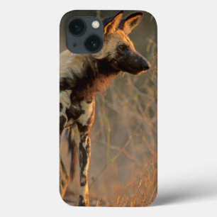 Afrikaanse Wilde Hond (Lycaon Pictus), Kruger Case-Mate iPhone Case