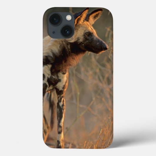 Afrikaanse Wilde Hond (Lycaon Pictus), Kruger Case-Mate iPhone Case (Achterkant)