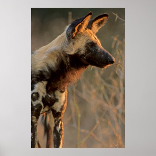 Afrikaanse Wilde Hond (Lycaon Pictus), Kruger Poster (Voorkant)