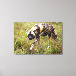 Afrikaanse Wilde Hond (Lycaon Pictus), Madikwe Gam Canvas Afdruk