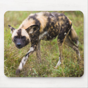 Afrikaanse Wilde Hond (Lycaon Pictus), Madikwe Gam Muismat