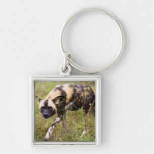 Afrikaanse Wilde Hond (Lycaon Pictus), Madikwe Gam Sleutelhanger