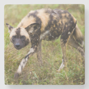 Afrikaanse Wilde Hond (Lycaon Pictus), Madikwe Wil Stenen Onderzetter