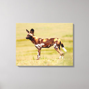 Afrikaanse Wilde Hond (Lycaon Pictus) Staand Canvas Afdruk