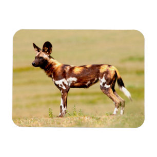 Afrikaanse Wilde Hond (Lycaon Pictus) Staand Magneet