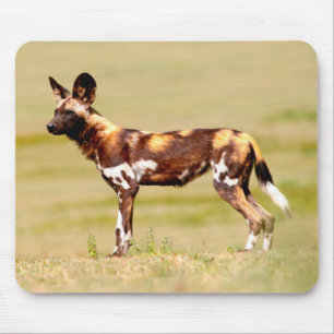 Afrikaanse Wilde Hond (Lycaon Pictus) Staand Muismat