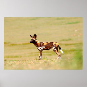 Afrikaanse Wilde Hond (Lycaon Pictus) Staand Poster