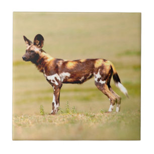 Afrikaanse Wilde Hond (Lycaon Pictus) Staand Tegeltje