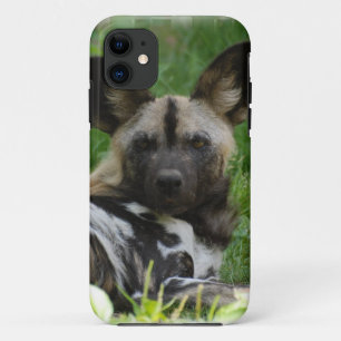 Afrikaanse wilde honden iPhone 11 hoesje