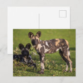 Afrikaanse wilde honden in Tanzania Briefkaart (Voorkant / Achterkant)