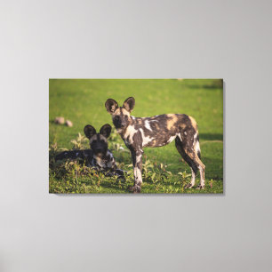 Afrikaanse wilde honden in Tanzania Canvas Afdruk