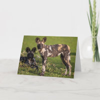 Afrikaanse wilde honden in Tanzania