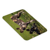 Afrikaanse wilde honden in Tanzania Magneet (Rechterzijde)