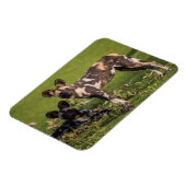 Afrikaanse wilde honden in Tanzania Magneet (Linkerzijde)