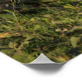 Afrikaanse wilde honden in Tanzania Poster (Hoek)