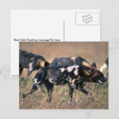 Afrikaanse wilde honden jagen op savanna briefkaart (Voorkant / Achterkant)