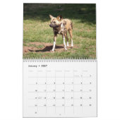 Afrikaanse Wilde Honden Kalender, Afrikaanse Wilde Kalender (Jan 2027)