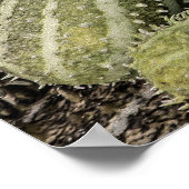 Afrikaanse wilde komkommer tropisch plant poster (Hoek)