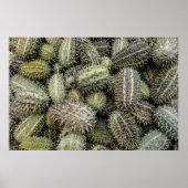 Afrikaanse wilde komkommer tropisch plant poster (Voorkant)